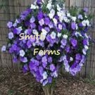 10 Seeds Brunfelsia Pauciflora Purple White Lavender Blooms Shrub Bush Flowers Garden
