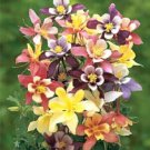 50 Seeds Harlequin Columbine Perennial Bloom 4 Flowers Garden