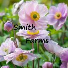 25 Seeds Pink Anemone Flowers Garden