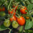 50 Seeds Jolly Girl Tomato Tomatoe Vegetable Flowers Garden