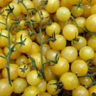 50 Seeds Dr. Carolyn Tomato Juicy Tomatoe Vegetable Flowers Garden