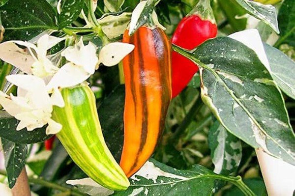 25 Seeds Fish Pepper Vegetables Flowers Garden