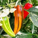 25 Seeds Fish Pepper Vegetables Flowers Garden