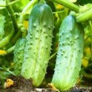 25 Seeds Kansas Cucumbers Southern Vegetable Flowers Garden