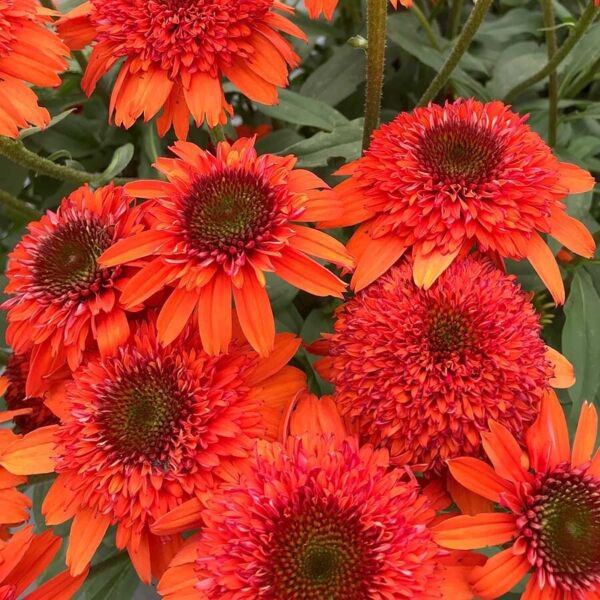 50 Seeds Moab Sunset Cone Echinacea Perennial 35 Flowers Garden