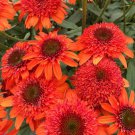 50 Seeds Moab Sunset Cone Echinacea Perennial 35 Flowers Garden