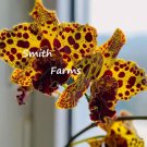 50 Seeds Psychopsis Orchids Yellow Psychopsis spp. Flowers Garden