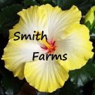 25 Seeds Yellow White Hibiscus Flowers Garden