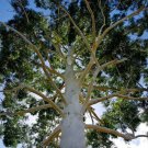 50 Seeds Grandis Eucalyptus Tree Perennial 3 Flowers Garden