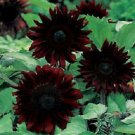 25 Seeds Black Magic SunPerennial Bloom 40 Flowers Garden