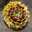 15 Seeds Hardy Hens & Chicks Colorockz house Flowers Garden