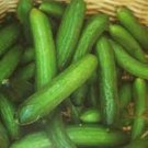 25 Seeds Beit Alpha Cucumber Flowers Garden