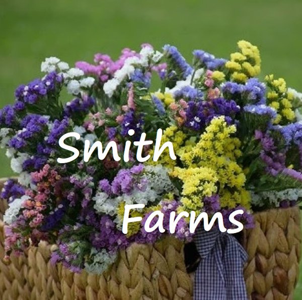 25 Seeds Pastels Statice Mixture Flowers Garden