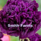 100 Seeds POPPY DOUBLE VIOLET BLUSH New Crop Flowers Garden