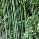 50 Seeds Cui Zhu Bamboo Privacy Climbing Clumping Shade Screen 6 Flowers Garden