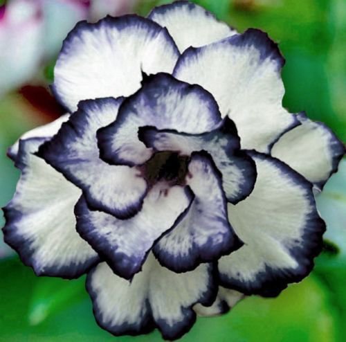 4 BSeeds Black White Desert Rose Adenium Obesum Perennial Exotic Flowers Garden