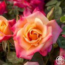 25 Seeds Polynesian Punch rose Flowers Garden