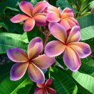 5 PSeeds Pink Orange Plumeria Flowers Garden
