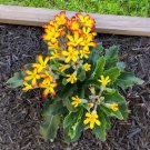 15 Seeds PrimulaOakleaf Yellow Picoteehouse Flowers Garden