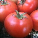 50 Seeds Finishline Tomato Juicy Tomatoe Vegetable Flowers Garden