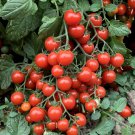 50 Seeds Piccolo Carina Tomato Tomatoe Vegetable Edible Canning Flowers Garden