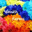 200 Seeds Mix # Chrysanthemum Mums FREE SHIPPING Flowers Garden