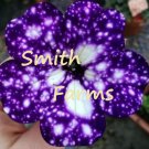 25 Seeds Night Sky Petunia Purple Spotted Floral Flowers Garden