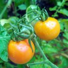 50 Seeds Yellow Magic Tomato Tomatoe Vegetable Edible Canning Flowers Garden