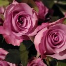 10 Seeds Pink Rose Bush Roses Flowers Garden