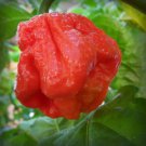 25 Seeds Pot Jonah Pepper Vegetables Flowers Garden