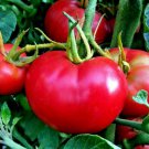 50 Seeds Bradley BUSH Tomato Heirloom Tomatoes Juicy Vegetable Flowers Garden
