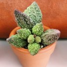 15 Seeds Adromischus herrei house Flowers Garden