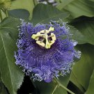 15 Seeds PassionBlue Eyed Sn house Flowers Garden