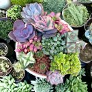 100 Seeds Cultivate Your Oasis with Mixed Succulent Flowers Garden