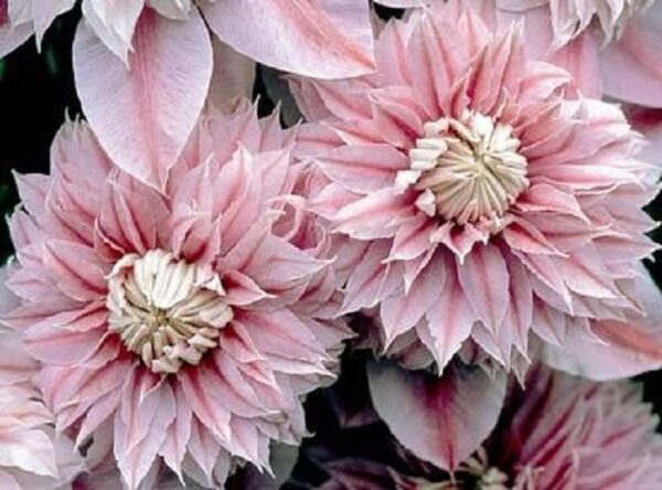 25 Seeds Double Light Pink Clematis Climbing Perennial Flowers Garden