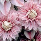25 Seeds Double Light Pink Clematis Climbing Perennial Flowers Garden