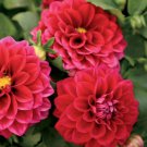 25 Seeds Midi Dahlia Perennial ing Bloom 3 Flowers Garden