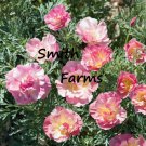 200 Seeds Appleblossom Chiffon Poppy Flowers Garden