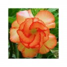 4 OSeeds Orange Desert Rose Adenium Obesum Perennial 3 Flowers Garden