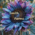 50 Seeds Blue Purple Sun Two tone Huge Flowers Garden