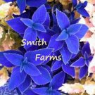 25 Seeds Blue Coleus Flowers Garden
