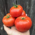50 Seeds Moskvich Tomato Tomatoe Vegetable Edible Canning Flowers Garden