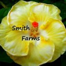 50 Seeds White Yellow Hibiscus Flowers Garden