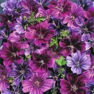 25 Seeds Merlin Purple Hollyhock Perennial 866 Flowers Garden