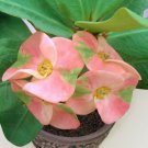 15 Seeds Crown of ThornsCheerful house Flowers Garden