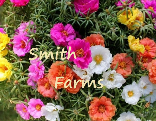 50 Seeds Mixed Moss Rose Grandiflora Hardy Ground Cover Groundcover Flowers Garden