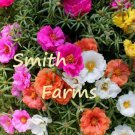 50 Seeds Mixed Moss Rose Grandiflora Hardy Ground Cover Groundcover Flowers Garden