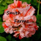 25 Seeds Orange White Geranium Flowers Garden