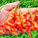 25 Seeds Sugar Rush Peach Pepper Fresh Vegetables Healthy Flowers Garden