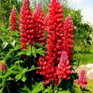 25 Seeds Red Flame Lupine Perennial Hardy 0 Flowers Garden